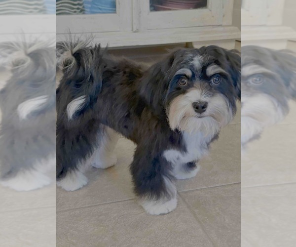 Medium Photo #5 Havanese Puppy For Sale in MBORO, TN, USA