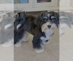 Small #4 Havanese
