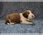 Small Photo #239 Border Collie Puppy For Sale in NORBORNE, MO, USA