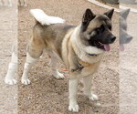 Small Photo #1 Akita Puppy For Sale in MISSION, TX, USA