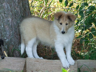 Collie Puppy for sale in HARRISVILLE, MI, USA
