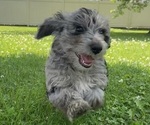 Small #2 YorkiePoo