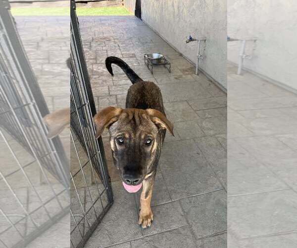 Medium Photo #2 German Shepherd Dog-Unknown Mix Puppy For Sale in San Diego, CA, USA