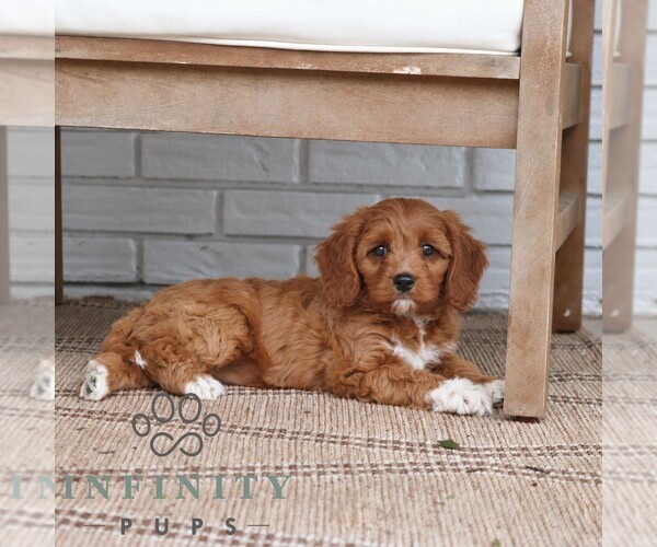 Medium Photo #3 Cavapoo (Miniature) Puppy For Sale in PARADISE, PA, USA