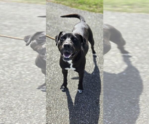 Medium Photo #9 Labrador Retriever-Unknown Mix Puppy For Sale in Rustburg, VA, USA