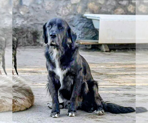 Medium Photo #2 Mutt Puppy For Sale in Vail, AZ, USA