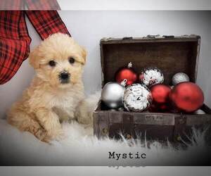 Aussiedoodle Miniature -Poodle (Standard) Mix Puppy for sale in MILLVILLE, MN, USA