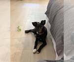 Small #11 Black Mouth Cur Mix