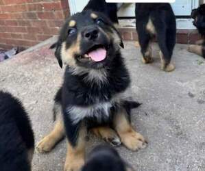 Huskies -Rottweiler Mix Puppy for sale in WICHITA, KS, USA