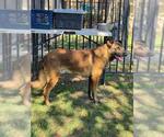 Small #1 German Shepherd Dog Mix