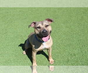 Anchor - Male Mutt Dog for Adoption - Photo #5