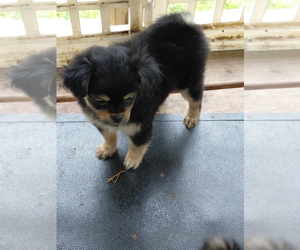 Medium Photo #3 Yoranian Puppy For Sale in MORROW, OH, USA