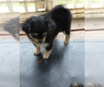 Small Photo #20 Yoranian Puppy For Sale in MORROW, OH, USA