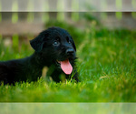 Puppy Solomon German Shepherd Dog