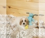 Small Photo #3 Cavapoo Puppy For Sale in CROSSVILLE, TN, USA