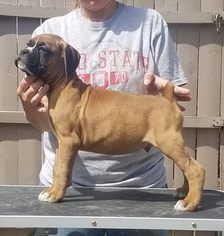 Boxer Puppy for sale in POINT MARION, PA, USA