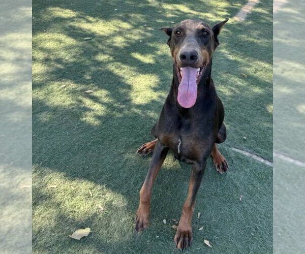 Medium Photo #4 Doberman Pinscher Puppy For Sale in Buffalo, MN, USA