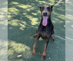 Small #3 Doberman Pinscher