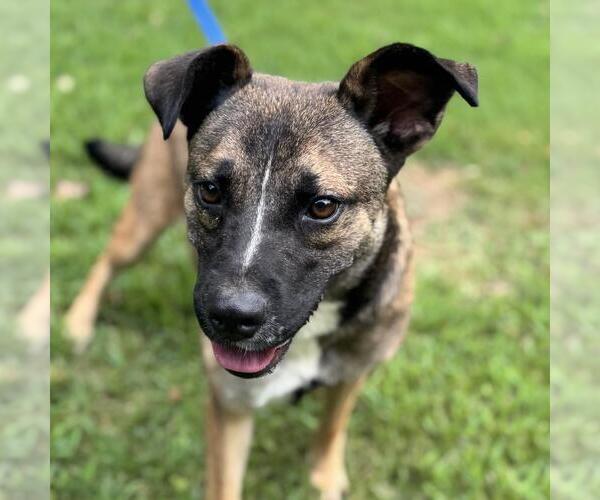 Medium Photo #1 Mutt Puppy For Sale in Yardley, PA, USA