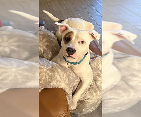 Medium Photo #2 American Staffordshire Terrier Puppy For Sale in San Antonio, TX, USA