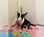 Small Photo #14 Bull Terrier Puppy For Sale in PITTSBURG, CA, USA