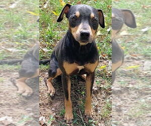 Mutt Dogs for adoption in Boston, MA, USA