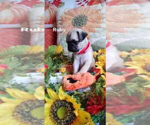 Pug Puppy for sale in TWENTYNINE PALMS, CA, USA