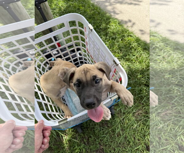 Medium Photo #2 Mastiff-Unknown Mix Puppy For Sale in The Woodlands, TX, USA