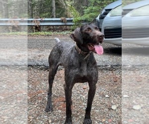 Father of the Pointer puppies born on 05/06/2026