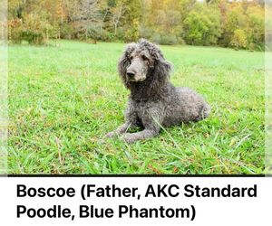 Father of the Saint Berdoodle puppies born on 02/01/2024