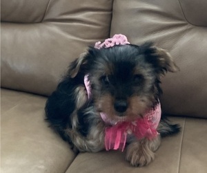 Yorkshire Terrier Puppy for sale in OAK LAWN, IL, USA