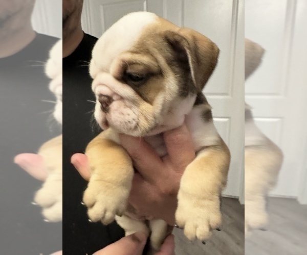 Medium Photo #2 English Bulldog Puppy For Sale in WEEKI WACHEE, FL, USA