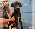 Small #4 Labrador Retriever Mix