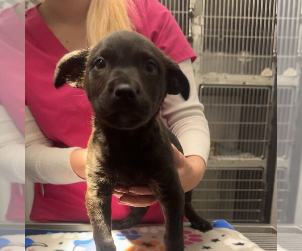 Medium Photo #1 Mutt Puppy For Sale in Chico, CA, USA