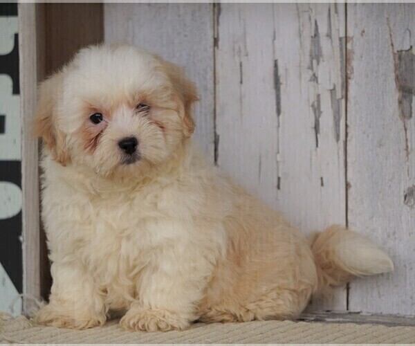 Medium Photo #4 Shih-Poo Puppy For Sale in FREDERICKSBG, OH, USA