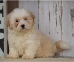 Small Photo #4 Shih-Poo Puppy For Sale in FREDERICKSBG, OH, USA