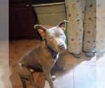 Small #6 Staffordshire Bull Terrier