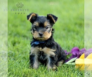 Yorkshire Terrier Puppy for sale in CHRISTIANA, PA, USA