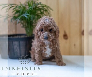 Poodle (Miniature) Puppy for sale in MILL HALL, PA, USA