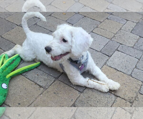 Medium Photo #5 Poodle (Miniature)-Unknown Mix Puppy For Sale in Phoenix, AZ, USA