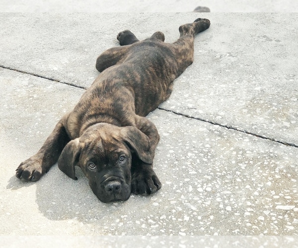Medium Photo #3 Cane Corso Puppy For Sale in EUSTIS, FL, USA