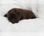 Puppy Mocha Labrador Retriever