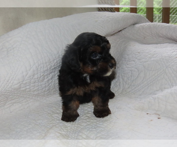Medium Photo #4 Poodle (Toy)-Yorkshire Terrier Mix Puppy For Sale in MOCKSVILLE, NC, USA