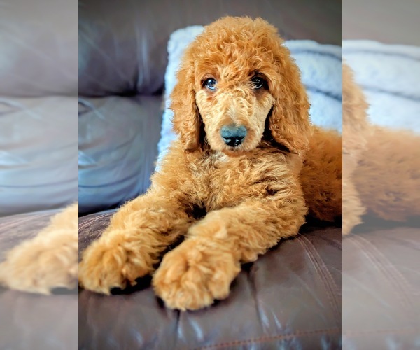 Medium Photo #10 Poodle (Standard) Puppy For Sale in GORDONSVILLE, VA, USA
