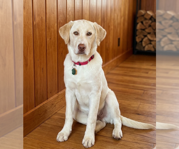 Medium Photo #2 Labrenees Puppy For Sale in Genesee, WI, USA