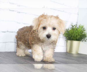 Morkie Puppy for sale in RED LION, PA, USA