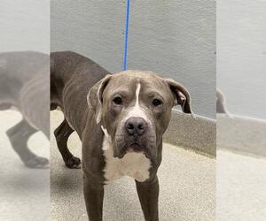 Mutt Dogs for adoption in Las Vegas, NV, USA