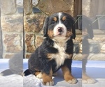 Small Photo #2 Bernese Mountain Dog Puppy For Sale in WEST GROVE, PA, USA
