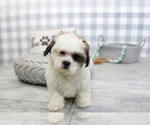 Small Photo #6 Poodle (Miniature)-ShihPoo Mix Puppy For Sale in MARIETTA, GA, USA