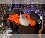 Small Photo #64 German Shorthaired Pointer Puppy For Sale in EVANSVILLE, WY, USA